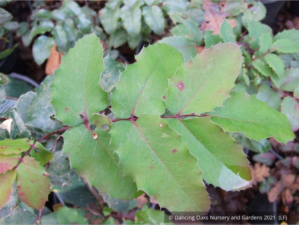 Shrubs ~ Mahonia repens, Dwarf Oregon Grape ~ Dancing Oaks Nursery and Gardens ~ Retail Nursery ~ Mail Order Nursery