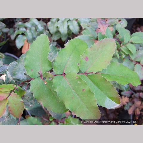 Shrubs ~ Mahonia repens, Dwarf Oregon Grape ~ Dancing Oaks Nursery and Gardens ~ Retail Nursery ~ Mail Order Nursery
