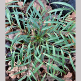 Shrubs ~ Mahonia eurybracteata subsp. ganpinensis 'Soft Caress' PP 20,183 ~ Dancing Oaks Nursery and Gardens ~ Retail Nursery ~ Mail Order Nursery