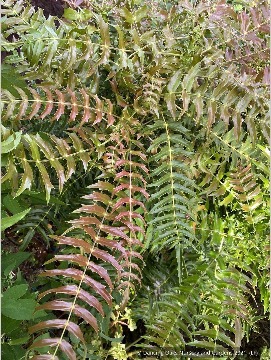 Shrubs ~ Mahonia lomariifolia, Lomaria-leaved Mahonia ~ Dancing Oaks Nursery and Gardens ~ Retail Nursery ~ Mail Order Nursery