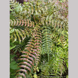Shrubs ~ Mahonia lomariifolia, Lomaria-leaved Mahonia ~ Dancing Oaks Nursery and Gardens ~ Retail Nursery ~ Mail Order Nursery