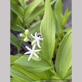 Maianthemum stellatum, Starry False Solomon's Seal