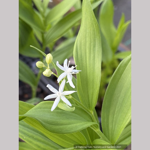 Maianthemum stellatum, Starry False Solomon's Seal