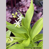 Maianthemum stellatum, Starry False Solomon's Seal