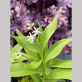 Maianthemum stellatum, Starry False Solomon's Seal