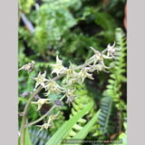 Perennials ~ Maianthemum (syn. Smilacina) henryi, False Solomon's Seal ~ Dancing Oaks Nursery and Gardens ~ Retail Nursery ~ Mail Order Nursery