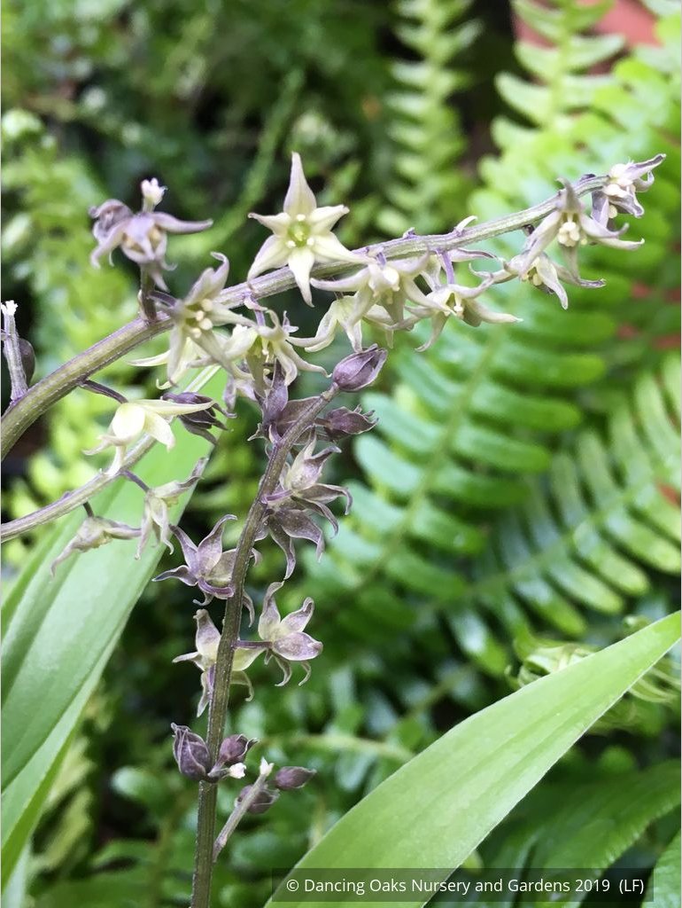 Perennials ~ Maianthemum (syn. Smilacina) henryi, False Solomon's Seal ~ Dancing Oaks Nursery and Gardens ~ Retail Nursery ~ Mail Order Nursery