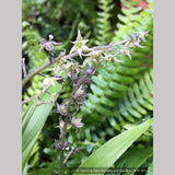 Perennials ~ Maianthemum (syn. Smilacina) henryi, False Solomon's Seal ~ Dancing Oaks Nursery and Gardens ~ Retail Nursery ~ Mail Order Nursery