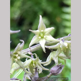 Perennials ~ Maianthemum (syn. Smilacina) henryi, False Solomon's Seal ~ Dancing Oaks Nursery and Gardens ~ Retail Nursery ~ Mail Order Nursery