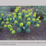 Perennials ~ Euphorbia characias subsp. wulfenii, Spurge ~ Dancing Oaks Nursery and Gardens ~ Retail Nursery ~ Mail Order Nursery