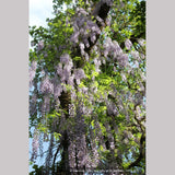 Vines ~ Wisteria floribunda 'Macrobotrys' (syn. 'Multijuga'), Long-Chain Japanese Wisteria ~ Dancing Oaks Nursery and Gardens ~ Retail Nursery ~ Mail Order Nursery