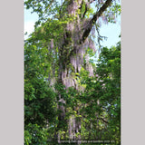 Vines ~ Wisteria floribunda 'Macrobotrys' (syn. 'Multijuga'), Long-Chain Japanese Wisteria ~ Dancing Oaks Nursery and Gardens ~ Retail Nursery ~ Mail Order Nursery