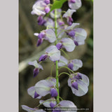 Vines ~ Wisteria floribunda 'Macrobotrys' (syn. 'Multijuga'), Long-Chain Japanese Wisteria ~ Dancing Oaks Nursery and Gardens ~ Retail Nursery ~ Mail Order Nursery
