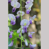 Vines ~ Wisteria floribunda 'Macrobotrys' (syn. 'Multijuga'), Long-Chain Japanese Wisteria ~ Dancing Oaks Nursery and Gardens ~ Retail Nursery ~ Mail Order Nursery