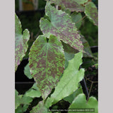 Perennials ~ Epimedium 'Amber Queen' PPAF, Barrenwort or Fairy Wings ~ Dancing Oaks Nursery and Gardens ~ Retail Nursery ~ Mail Order Nursery