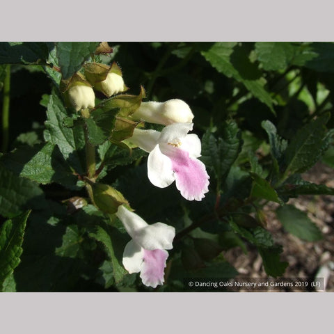 Perennials ~ Melittis melissophyllum, Bastard Balm ~ Dancing Oaks Nursery and Gardens ~ Retail Nursery ~ Mail Order Nursery