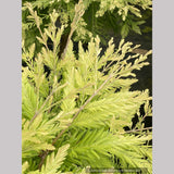 Metasequoia glyptostroboides 'Schirrmann's Nordlicht' (aka 'North Light'), Dwarf Variegated Dawn Redwood