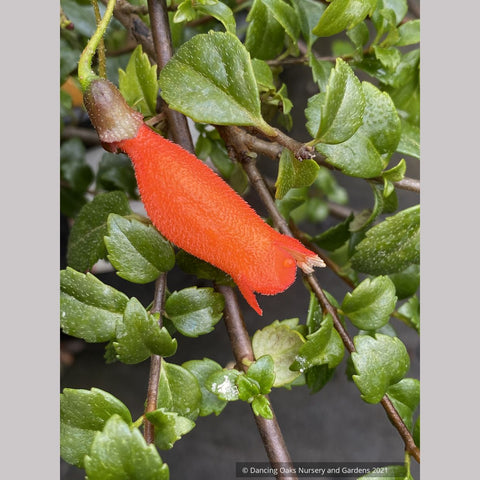Mitraria coccinea, Chilean Mitre Flower