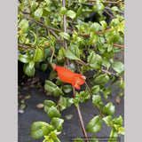 Mitraria coccinea, Chilean Mitre Flower