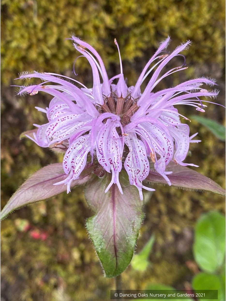 Perennials ~ Monarda bradburiana, Bee Balm ~ Dancing Oaks Nursery and Gardens ~ Retail Nursery ~ Mail Order Nursery