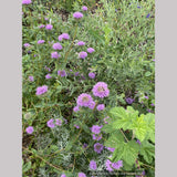 Monardella villosa ssp. franciscana 'Russian River', Coyote Mint