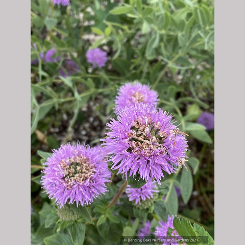 Monardella villosa ssp. franciscana 'Russian River', Coyote Mint