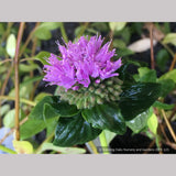 Perennials ~ Monardella villosa 'Russian River', Coyote Mint ~ Dancing Oaks Nursery and Gardens ~ Retail Nursery ~ Mail Order Nursery