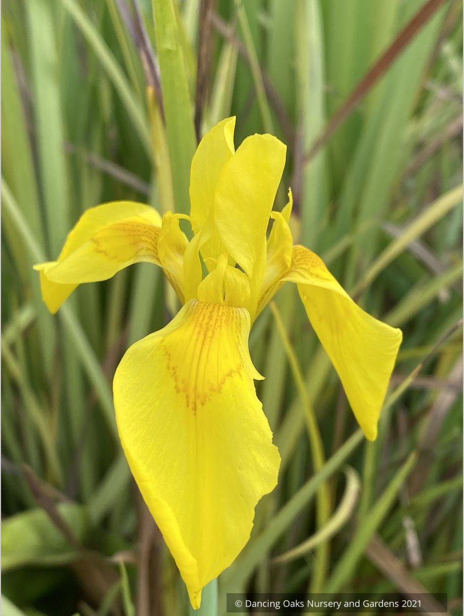 Moraea huttonii, Butterfly Iris