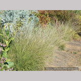 Grasses ~ Muhlenbergia rigens, Deer Grass ~ Dancing Oaks Nursery and Gardens ~ Retail Nursery ~ Mail Order Nursery