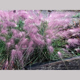 Grasses ~ Muhlenbergia 'Fast Forward', Pink Muhly Grass ~ Dancing Oaks Nursery and Gardens ~ Retail Nursery ~ Mail Order Nursery