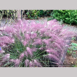 Grasses ~ Muhlenbergia 'Fast Forward', Pink Muhly Grass ~ Dancing Oaks Nursery and Gardens ~ Retail Nursery ~ Mail Order Nursery