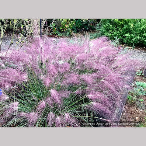 Grasses ~ Muhlenbergia 'Fast Forward', Pink Muhly Grass ~ Dancing Oaks Nursery and Gardens ~ Retail Nursery ~ Mail Order Nursery