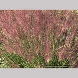 Grasses ~ Muhlenbergia 'Fast Forward', Pink Muhly Grass ~ Dancing Oaks Nursery and Gardens ~ Retail Nursery ~ Mail Order Nursery