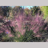 Grasses ~ Muhlenbergia 'Fast Forward', Pink Muhly Grass ~ Dancing Oaks Nursery and Gardens ~ Retail Nursery ~ Mail Order Nursery