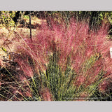 Grasses ~ Muhlenbergia 'Fast Forward', Pink Muhly Grass ~ Dancing Oaks Nursery and Gardens ~ Retail Nursery ~ Mail Order Nursery