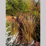 Grasses ~ Muhlenbergia rigens, Deer Grass ~ Dancing Oaks Nursery and Gardens ~ Retail Nursery ~ Mail Order Nursery