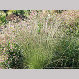 Grasses ~ Muhlenbergia rigens, Deer Grass ~ Dancing Oaks Nursery and Gardens ~ Retail Nursery ~ Mail Order Nursery