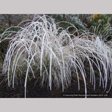 Grasses ~ Muhlenbergia rigens, Deer Grass ~ Dancing Oaks Nursery and Gardens ~ Retail Nursery ~ Mail Order Nursery