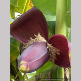 Musa sikkimensis 'Bengal Tiger', Bengal Tiger Banana
