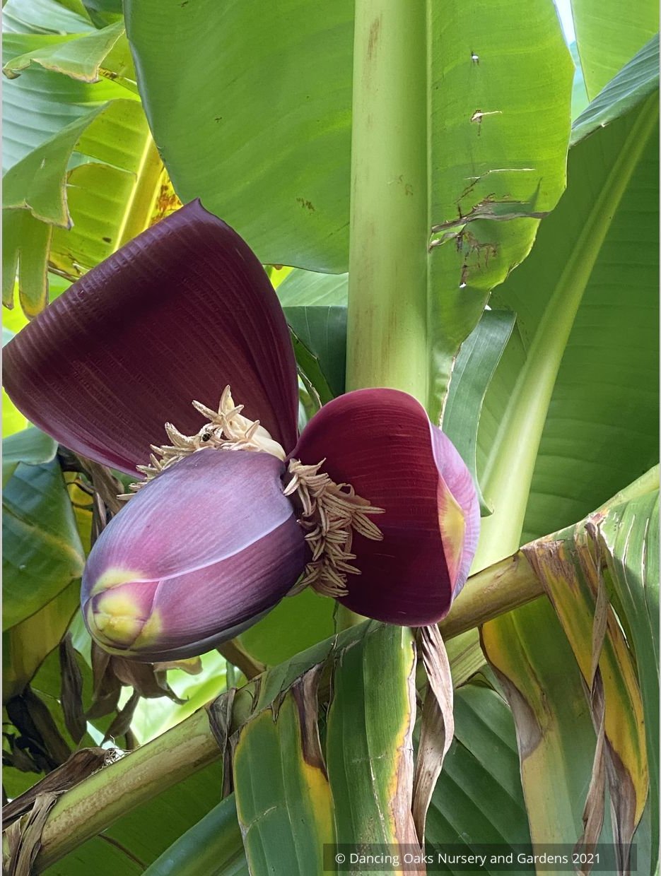 Musa sikkimensis 'Bengal Tiger', Bengal Tiger Banana