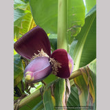 Musa sikkimensis 'Bengal Tiger', Bengal Tiger Banana