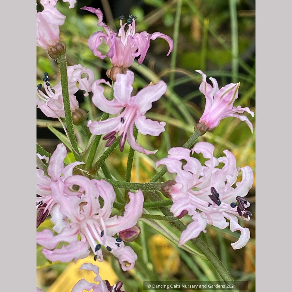guernsey lily flower Nerine filifolia, Guernsey Lily