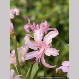 Nerine filifolia, Guernsey Lily