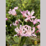 Nerine filifolia, Guernsey Lily