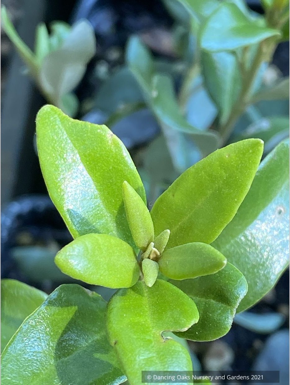 Olearia x haastii, New Zealand Daisy Shrub