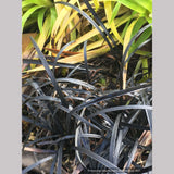 Ophiopogon planiscapus 'Nigrescens', Black Mondo Grass