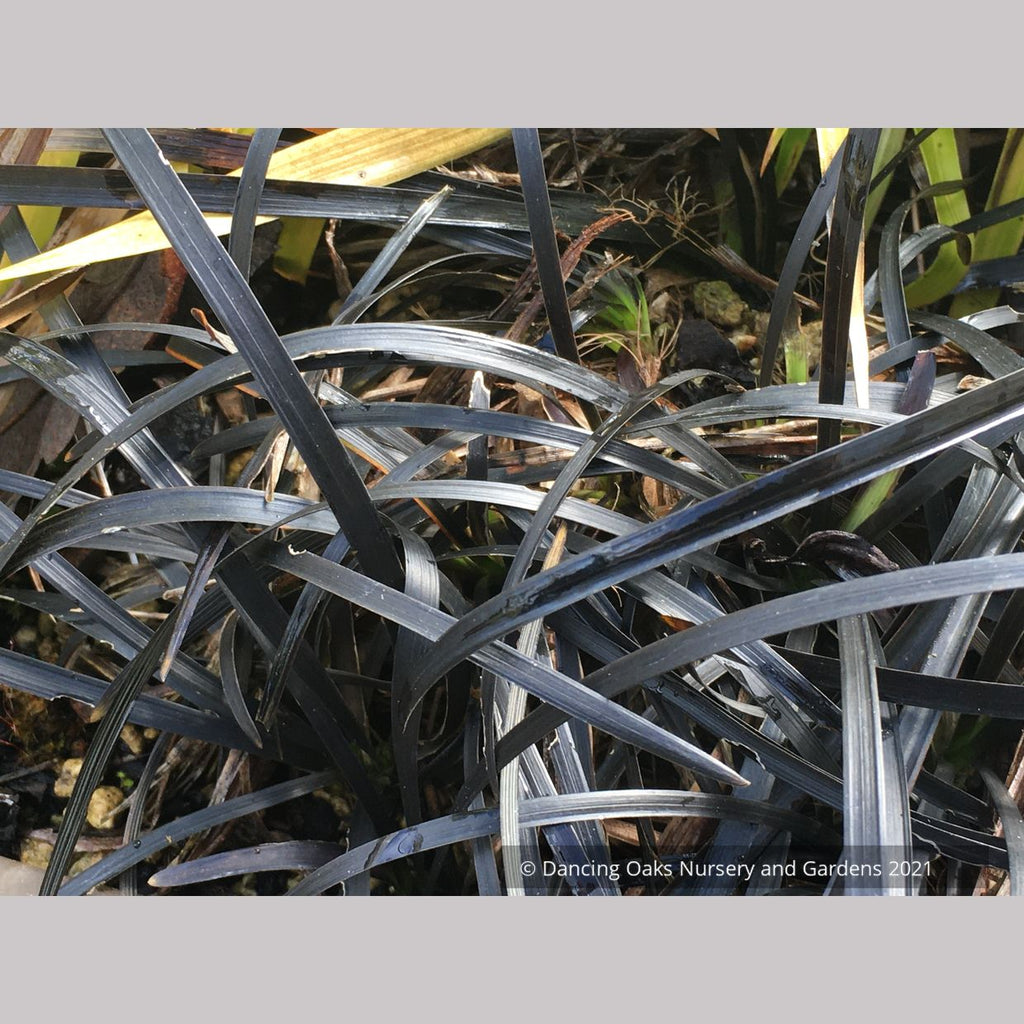 Ophiopogon planiscapus 'Nigrescens', Black Mondo Grass – Dancing