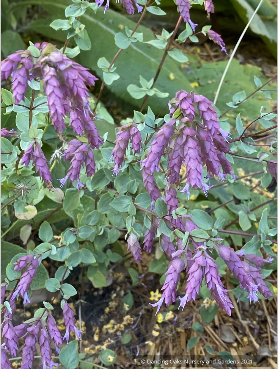 Origanum x 'Bristol Cross', Ornamental Oregano
