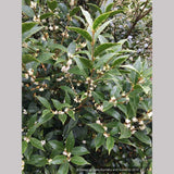 Shrubs ~ Osmanthus armatus, Holly Olive ~ Dancing Oaks Nursery and Gardens ~ Retail Nursery ~ Mail Order Nursery