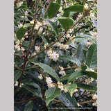Shrubs ~ Osmanthus armatus, Holly Olive ~ Dancing Oaks Nursery and Gardens ~ Retail Nursery ~ Mail Order Nursery